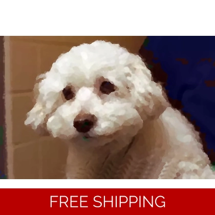 POWERFUL PET PROTECTION SPELL POWERFUL PET PROTECTION SPELL